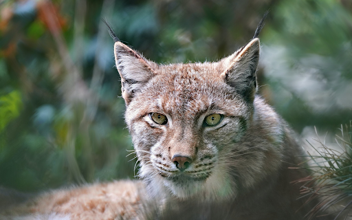 Brown Lynx from Chrome web store to be run with OffiDocs Chromium online Brown Lynx from Chrome web store to be run with OffiDocs Chromium online