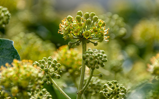 Bunch of green flowers from Chrome web store to be run with OffiDocs Chromium online Bunch of green flowers from Chrome web store to be run with OffiDocs Chromium online