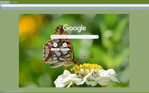 Butterfly on a flower from Chrome web store to be run with OffiDocs Chromium online Butterfly on a flower from Chrome web store to be run with OffiDocs Chromium online