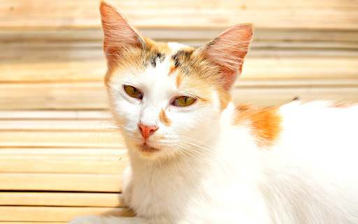 Calico cat basking in the sun from Chrome web store to be run with OffiDocs Chromium online Calico cat basking in the sun from Chrome web store to be run with OffiDocs Chromium online