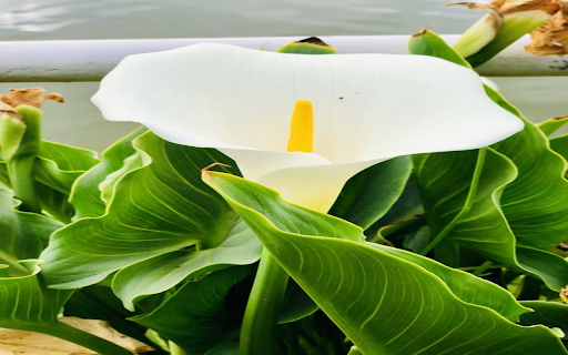 Calla Lily flower wallpaper from Chrome web store to be run with OffiDocs Chromium online Calla Lily flower wallpaper from Chrome web store to be run with OffiDocs Chromium online