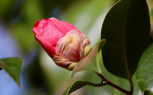 Camellia bud from Chrome web store to be run with OffiDocs Chromium online Camellia bud from Chrome web store to be run with OffiDocs Chromium online