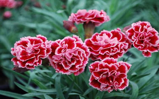 carnation wallpaper from Chrome web store to be run with OffiDocs Chromium online carnation wallpaper from Chrome web store to be run with OffiDocs Chromium online