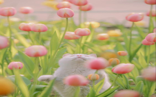 Cat and pink tulips wallpaper from Chrome web store to be run with OffiDocs Chromium online Cat and pink tulips wallpaper from Chrome web store to be run with OffiDocs Chromium online