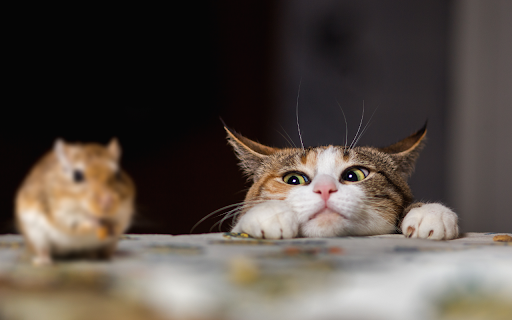 Cat catches mouse from Chrome web store to be run with OffiDocs Chromium online Cat catches mouse from Chrome web store to be run with OffiDocs Chromium online