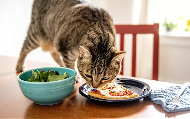Cat Food For Sensitive Stomach from Chrome web store to be run with OffiDocs Chromium online Cat Food For Sensitive Stomach from Chrome web store to be run with OffiDocs Chromium online
