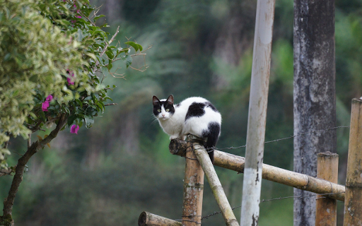 Cat on the fence from Chrome web store to be run with OffiDocs Chromium online Cat on the fence from Chrome web store to be run with OffiDocs Chromium online