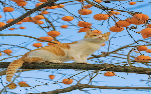 Cat rowing persimmon tree wallpaper from Chrome web store to be run with OffiDocs Chromium online Cat rowing persimmon tree wallpaper from Chrome web store to be run with OffiDocs Chromium online