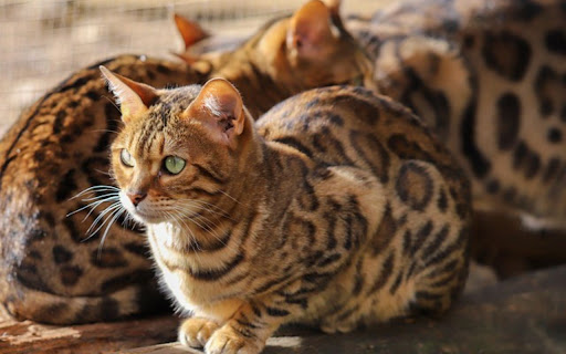 CATS Theme from Chrome web store to be run with OffiDocs Chromium online CATS Theme from Chrome web store to be run with OffiDocs Chromium online