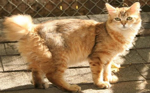 cat wallpaper from Chrome web store to be run with OffiDocs Chromium online cat wallpaper from Chrome web store to be run with OffiDocs Chromium online