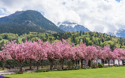 Cherry blossom garden from Chrome web store to be run with OffiDocs Chromium online Cherry blossom garden from Chrome web store to be run with OffiDocs Chromium online