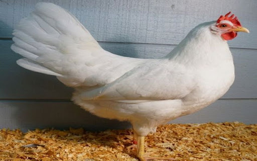 chicken wallpaper from Chrome web store to be run with OffiDocs Chromium online chicken wallpaper from Chrome web store to be run with OffiDocs Chromium online