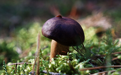 Chocolate mushrooms from Chrome web store to be run with OffiDocs Chromium online Chocolate mushrooms from Chrome web store to be run with OffiDocs Chromium online
