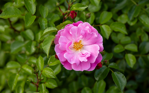 Cinnamon Roses from Chrome web store to be run with OffiDocs Chromium online Cinnamon Roses from Chrome web store to be run with OffiDocs Chromium online