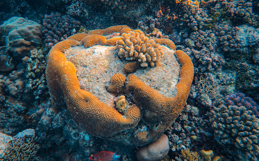 Close up of a Coral from Chrome web store to be run with OffiDocs Chromium online Close up of a Coral from Chrome web store to be run with OffiDocs Chromium online