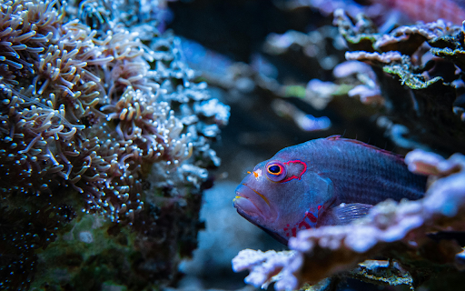 Close up Photo of a Blue Fish from Chrome web store to be run with OffiDocs Chromium online Close up Photo of a Blue Fish from Chrome web store to be run with OffiDocs Chromium online