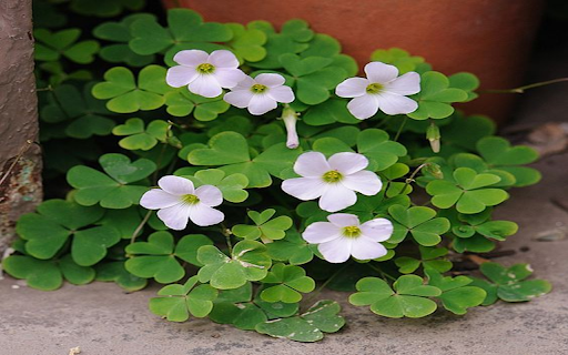 Clover plant wallpaper from Chrome web store to be run with OffiDocs Chromium online Clover plant wallpaper from Chrome web store to be run with OffiDocs Chromium online