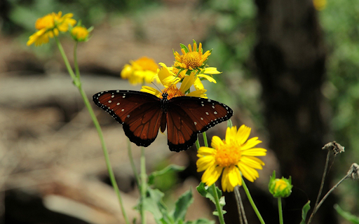 Coffee colored butterfly from Chrome web store to be run with OffiDocs Chromium online Coffee colored butterfly from Chrome web store to be run with OffiDocs Chromium online