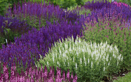 Colorful Flower Garden from Chrome web store to be run with OffiDocs Chromium online Colorful Flower Garden from Chrome web store to be run with OffiDocs Chromium online