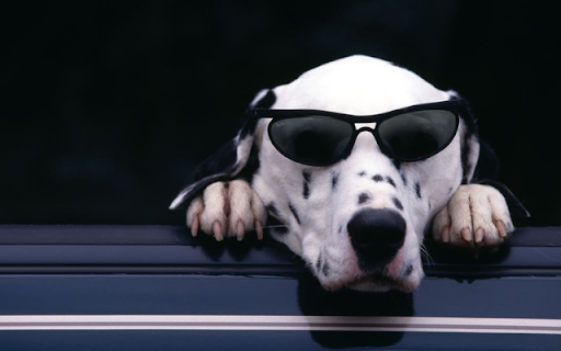 Cool Dog: The Stylish Pup with Sunglasses from Chrome web store to be run with OffiDocs Chromium online Cool Dog: The Stylish Pup with Sunglasses from Chrome web store to be run with OffiDocs Chromium online