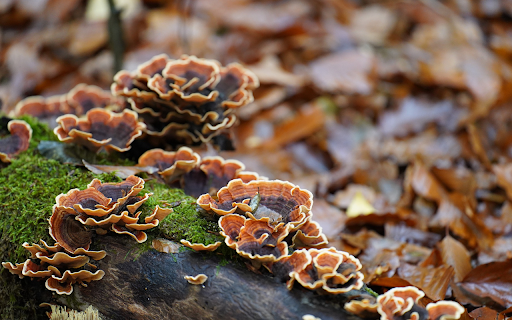 Coral shaped mushrooms from Chrome web store to be run with OffiDocs Chromium online Coral shaped mushrooms from Chrome web store to be run with OffiDocs Chromium online