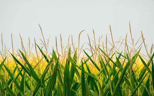 Cornflowers from Chrome web store to be run with OffiDocs Chromium online Cornflowers from Chrome web store to be run with OffiDocs Chromium online