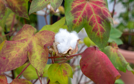 Cotton plant from Chrome web store to be run with OffiDocs Chromium online Cotton plant from Chrome web store to be run with OffiDocs Chromium online