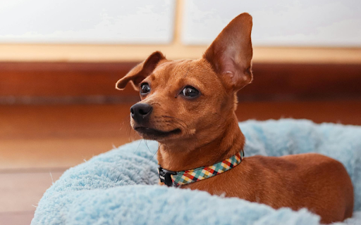 Cow Dog from Chrome web store to be run with OffiDocs Chromium online Cow Dog from Chrome web store to be run with OffiDocs Chromium online