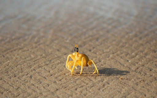 Crab and camera from Chrome web store to be run with OffiDocs Chromium online Crab and camera from Chrome web store to be run with OffiDocs Chromium online