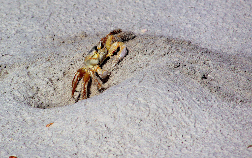 Crab digging a hole from Chrome web store to be run with OffiDocs Chromium online Crab digging a hole from Chrome web store to be run with OffiDocs Chromium online