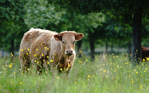 Cream brown cow from Chrome web store to be run with OffiDocs Chromium online Cream brown cow from Chrome web store to be run with OffiDocs Chromium online
