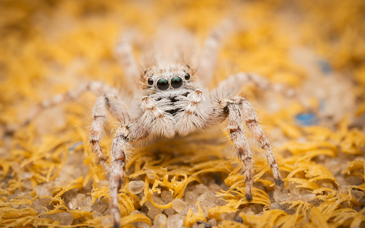 Cream hairy spider from Chrome web store to be run with OffiDocs Chromium online Cream hairy spider from Chrome web store to be run with OffiDocs Chromium online