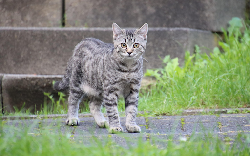 Curious Grey Tabby from Chrome web store to be run with OffiDocs Chromium online Curious Grey Tabby from Chrome web store to be run with OffiDocs Chromium online