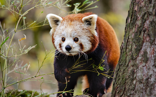 Curious Red Panda in the Forest from Chrome web store to be run with OffiDocs Chromium online Curious Red Panda in the Forest from Chrome web store to be run with OffiDocs Chromium online