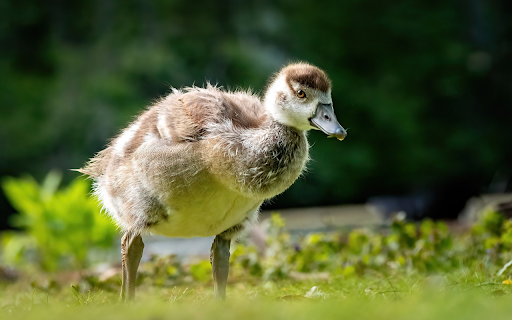 Cute Baby Gosling from Chrome web store to be run with OffiDocs Chromium online Cute Baby Gosling from Chrome web store to be run with OffiDocs Chromium online