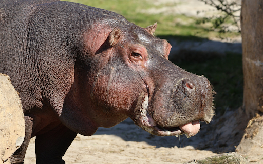 Cute Hippo from Chrome web store to be run with OffiDocs Chromium online Cute Hippo from Chrome web store to be run with OffiDocs Chromium online