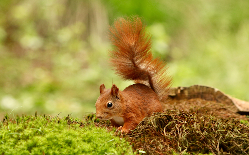 cute squirrel looking food forest from Chrome web store to be run with OffiDocs Chromium online cute squirrel looking food forest from Chrome web store to be run with OffiDocs Chromium online