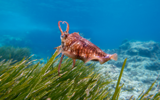 Cuttlefish from Chrome web store to be run with OffiDocs Chromium online Cuttlefish from Chrome web store to be run with OffiDocs Chromium online