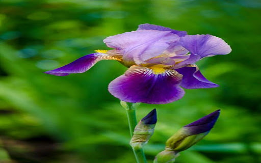 dahlia wallpaper from Chrome web store to be run with OffiDocs Chromium online dahlia wallpaper from Chrome web store to be run with OffiDocs Chromium online