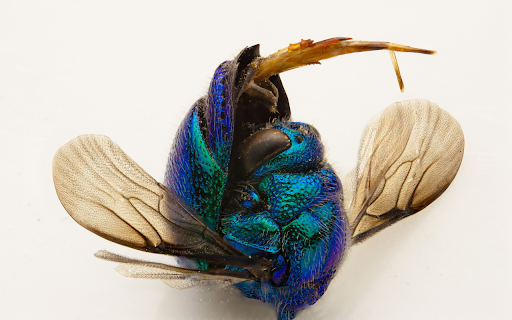 Dark Blue Bee from Chrome web store to be run with OffiDocs Chromium online Dark Blue Bee from Chrome web store to be run with OffiDocs Chromium online