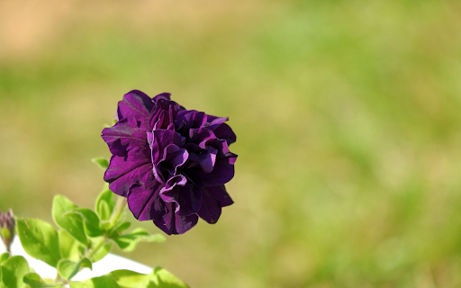 Dark Purple Flower from Chrome web store to be run with OffiDocs Chromium online Dark Purple Flower from Chrome web store to be run with OffiDocs Chromium online