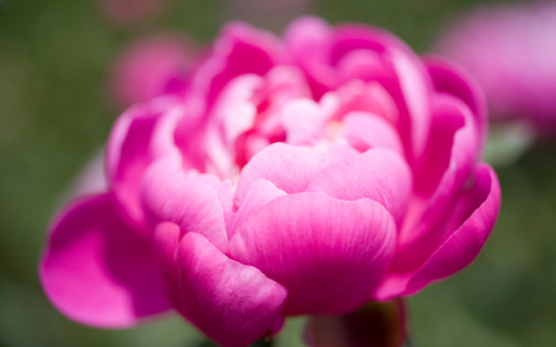 Deep Pink Peony Flower Theme from Chrome web store to be run with OffiDocs Chromium online Deep Pink Peony Flower Theme from Chrome web store to be run with OffiDocs Chromium online