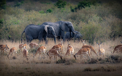Deer and elephants from Chrome web store to be run with OffiDocs Chromium online Deer and elephants from Chrome web store to be run with OffiDocs Chromium online