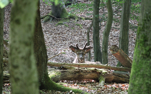 Deer on a pile of wood from Chrome web store to be run with OffiDocs Chromium online Deer on a pile of wood from Chrome web store to be run with OffiDocs Chromium online