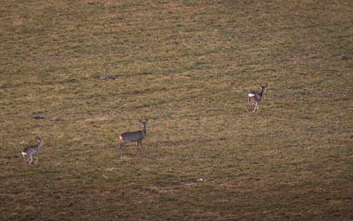 Deer on the Grass from Chrome web store to be run with OffiDocs Chromium online Deer on the Grass from Chrome web store to be run with OffiDocs Chromium online