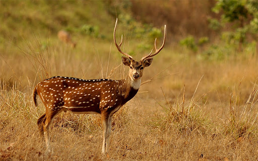 Deer Standing On The Grass from Chrome web store to be run with OffiDocs Chromium online Deer Standing On The Grass from Chrome web store to be run with OffiDocs Chromium online