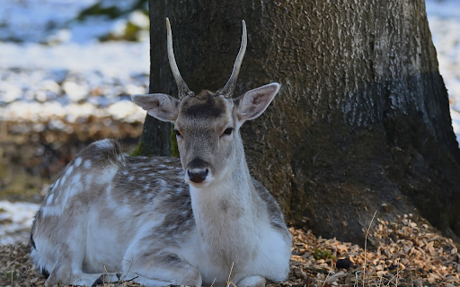 Deer under the tree from Chrome web store to be run with OffiDocs Chromium online Deer under the tree from Chrome web store to be run with OffiDocs Chromium online