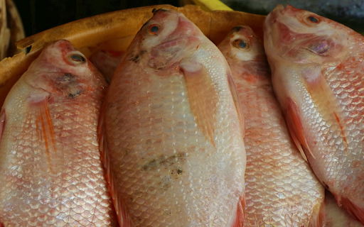 Delicious fresh fish from Chrome web store to be run with OffiDocs Chromium online Delicious fresh fish from Chrome web store to be run with OffiDocs Chromium online