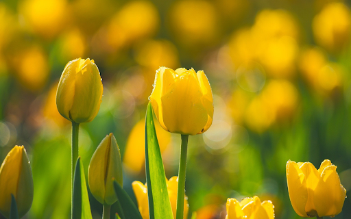 Dewy Yellow Tulips from Chrome web store to be run with OffiDocs Chromium online Dewy Yellow Tulips from Chrome web store to be run with OffiDocs Chromium online