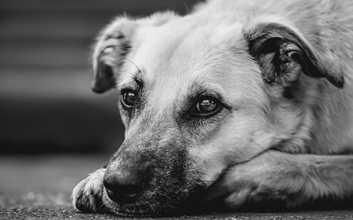DOG 5 Theme from Chrome web store to be run with OffiDocs Chromium online DOG 5 Theme from Chrome web store to be run with OffiDocs Chromium online